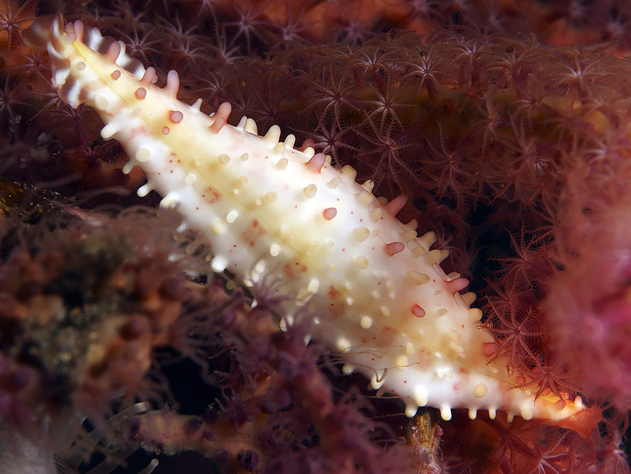 Phenacovolva rosea